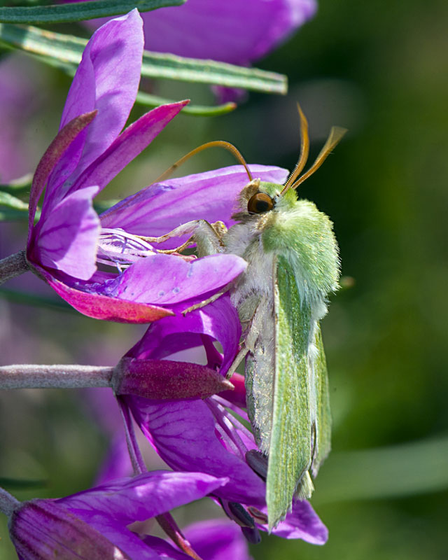 Calamia tridens - Noctuidae